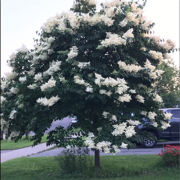 Meet your Posher, Danielle - Picture 3 of 8